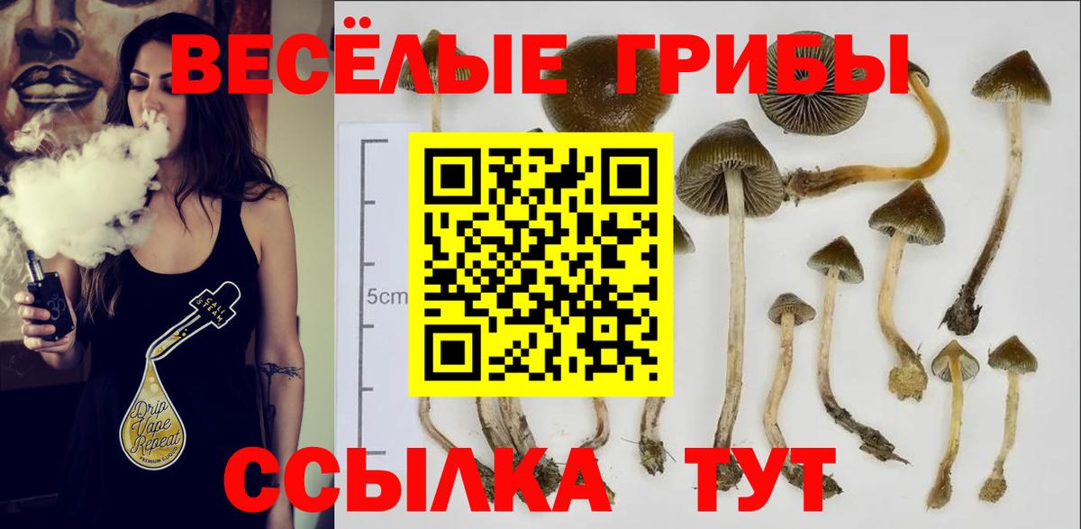 Псилоцибиновые грибы Cubensis Фрязино